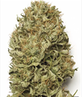 Buy Blue Dream Auto Seeds Online