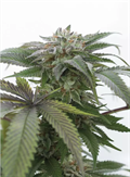 Buy Bubba Kush 2.0 Seeds | Fast Delivery