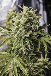 Buy Bubba Kush Auto Seeds - Fast Delivery
