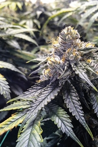 Buy Bubba's Gift Seeds Online Fast