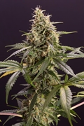 Buy Chem-Bomb Auto Seeds Fast Online