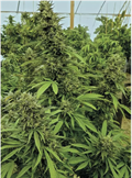 Buy Chemdawg Auto Seeds: Fast Online Delivery