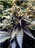 Buy Chocolate Mint OG Seeds: Delicious & Potent