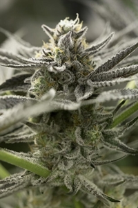 Fast Flowering OGKZ Seeds For Sale Effortlessly