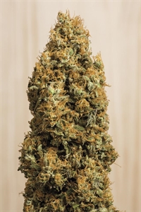 Buy Green Crack CBD Seeds - Fast & Discrete