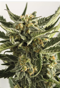Buy Lost Coast Skunk Auto - Fast & Easy