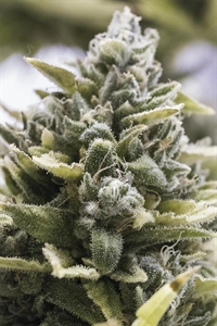 Buy OG Kush Auto Seeds Online - Fast & Potent