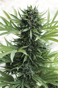 Buy Sour Diesel Auto: Energetic & Fast